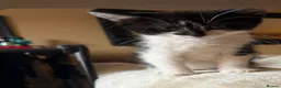Mixed Breed cats for sale: 3 beautiful kittens for sale  - Advert 2