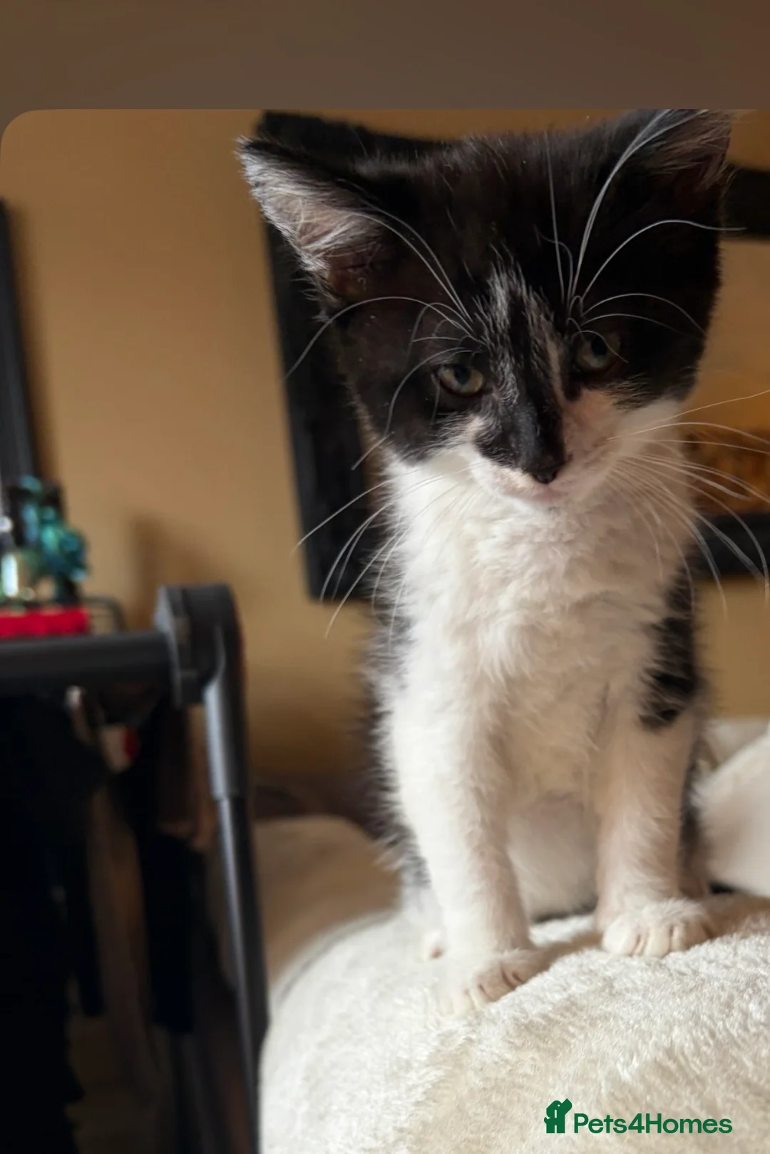 Mixed Breed cats for sale: 3 beautiful kittens for sale  - Advert 2