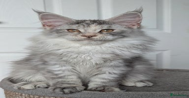 Maine Coon cats - Advert 4