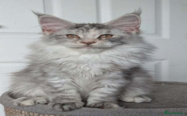 Maine Coon cats - Advert 1