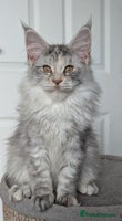 Maine Coon cats - Advert 11