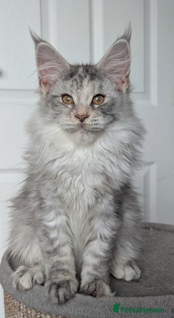 Maine Coon cats - Advert 2