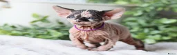 Sphynx cats for sale: Beautiful Pedigree Sphynx Kittens  - Advert 6