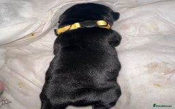 Mixed Breed dogs for sale: Labrador cross Dalmatian puppies - Advert 19