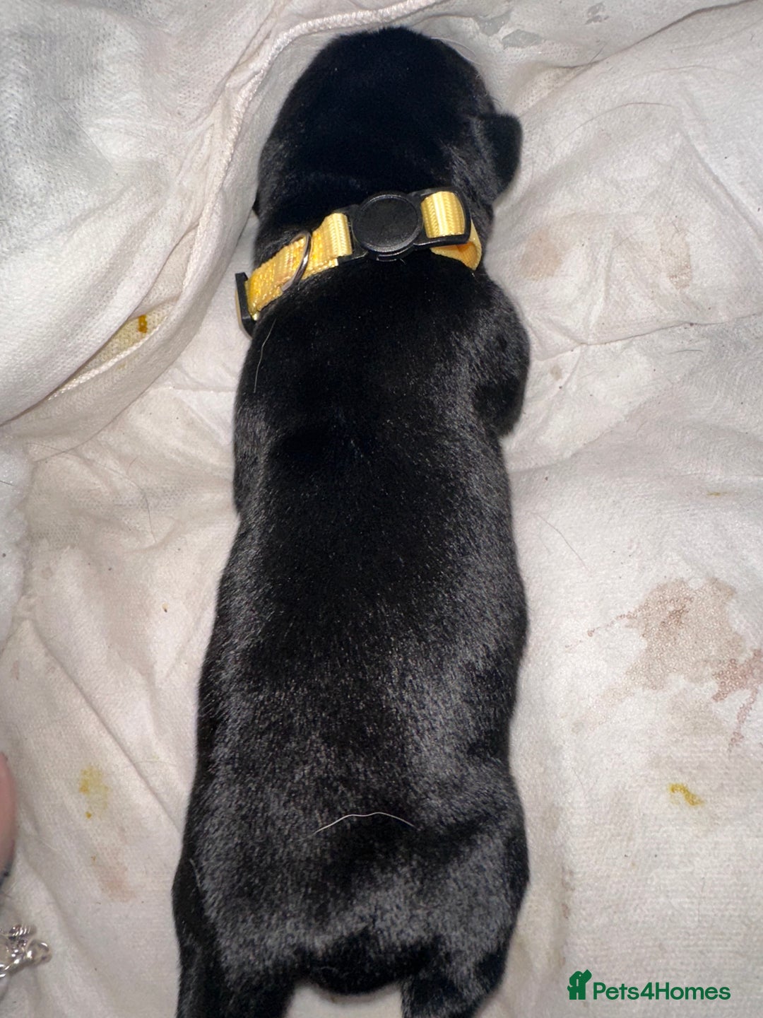 Mixed Breed dogs for sale: Labrador cross Dalmatian puppies - Advert 19