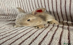 Mini Lop rabbits for sale: 8 Stunning babies! Mini lop x Giant French lop - Image 6