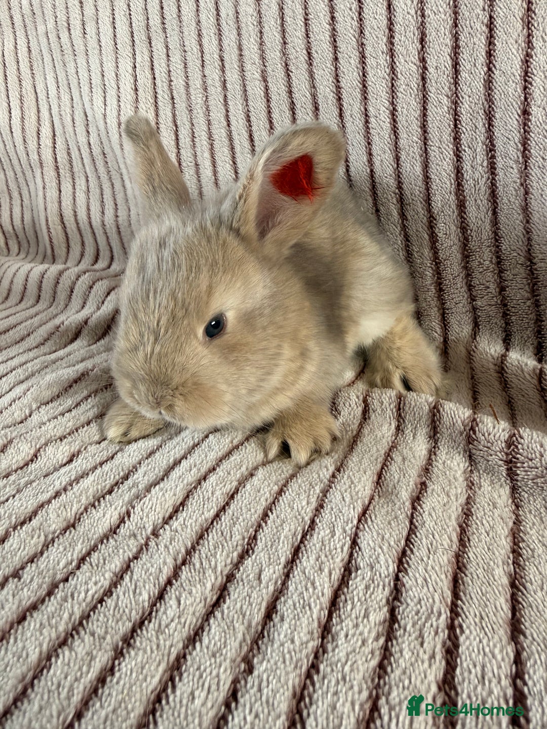 Mini Lop rabbits for sale: 8 Stunning babies! Mini lop x Giant French lop - Image 6