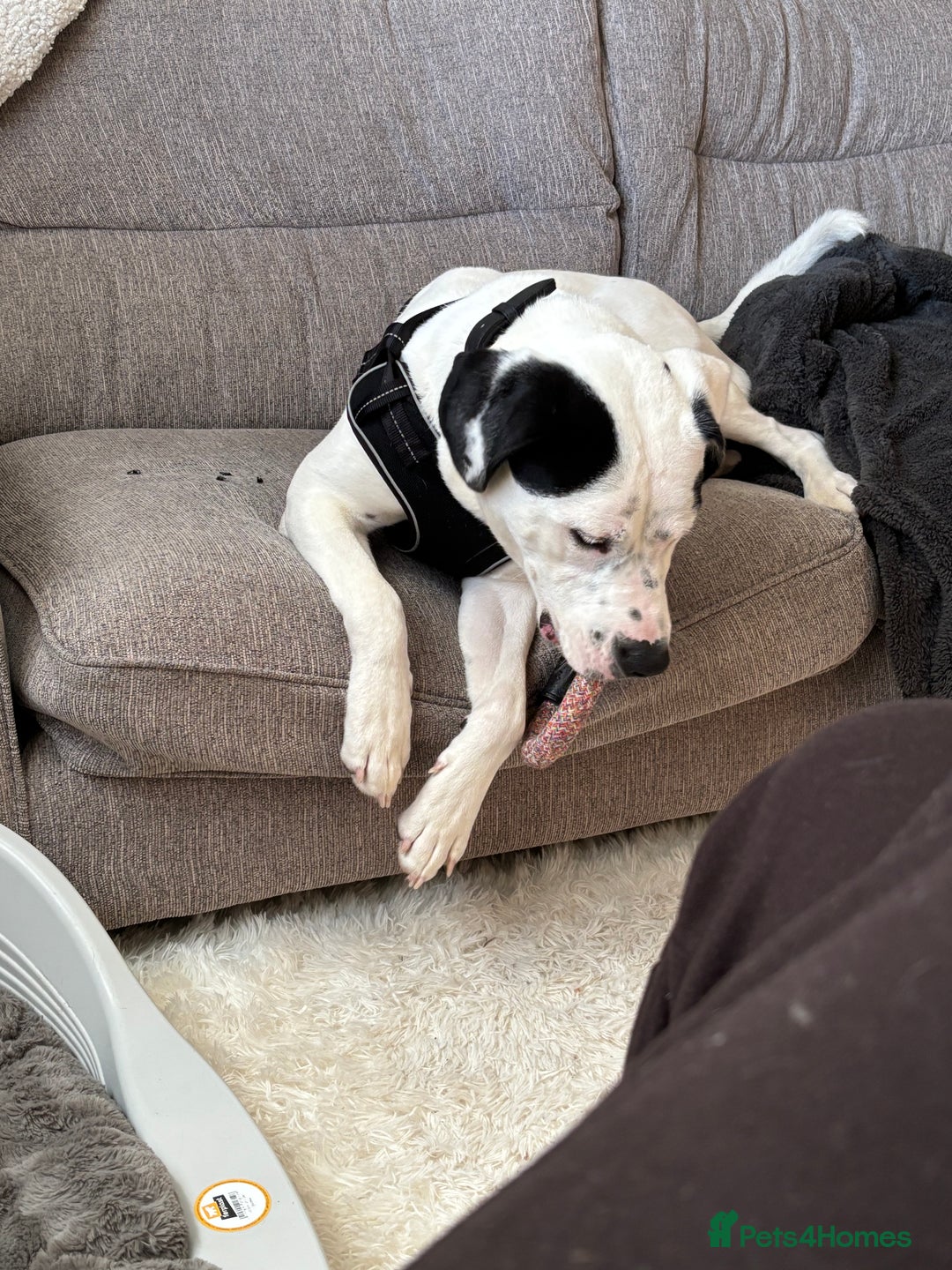 Mixed Breed dogs for sale: Needs new home asap - Advert 3