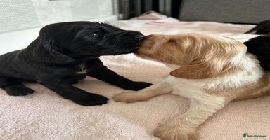 Cocker Spaniel dogs - Advert 9