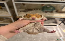 Hamster rodents for sale: Tame Pedigree HAMSTER SALE - ethically bred - Image 6