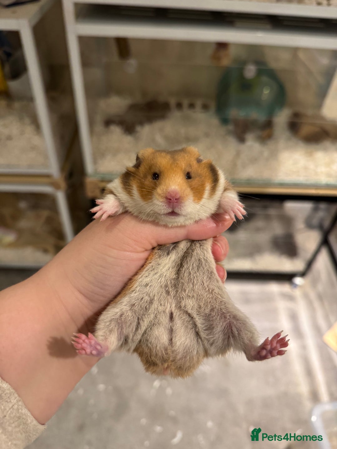 Hamster rodents for sale: Tame Pedigree HAMSTER SALE - ethically bred - Image 6