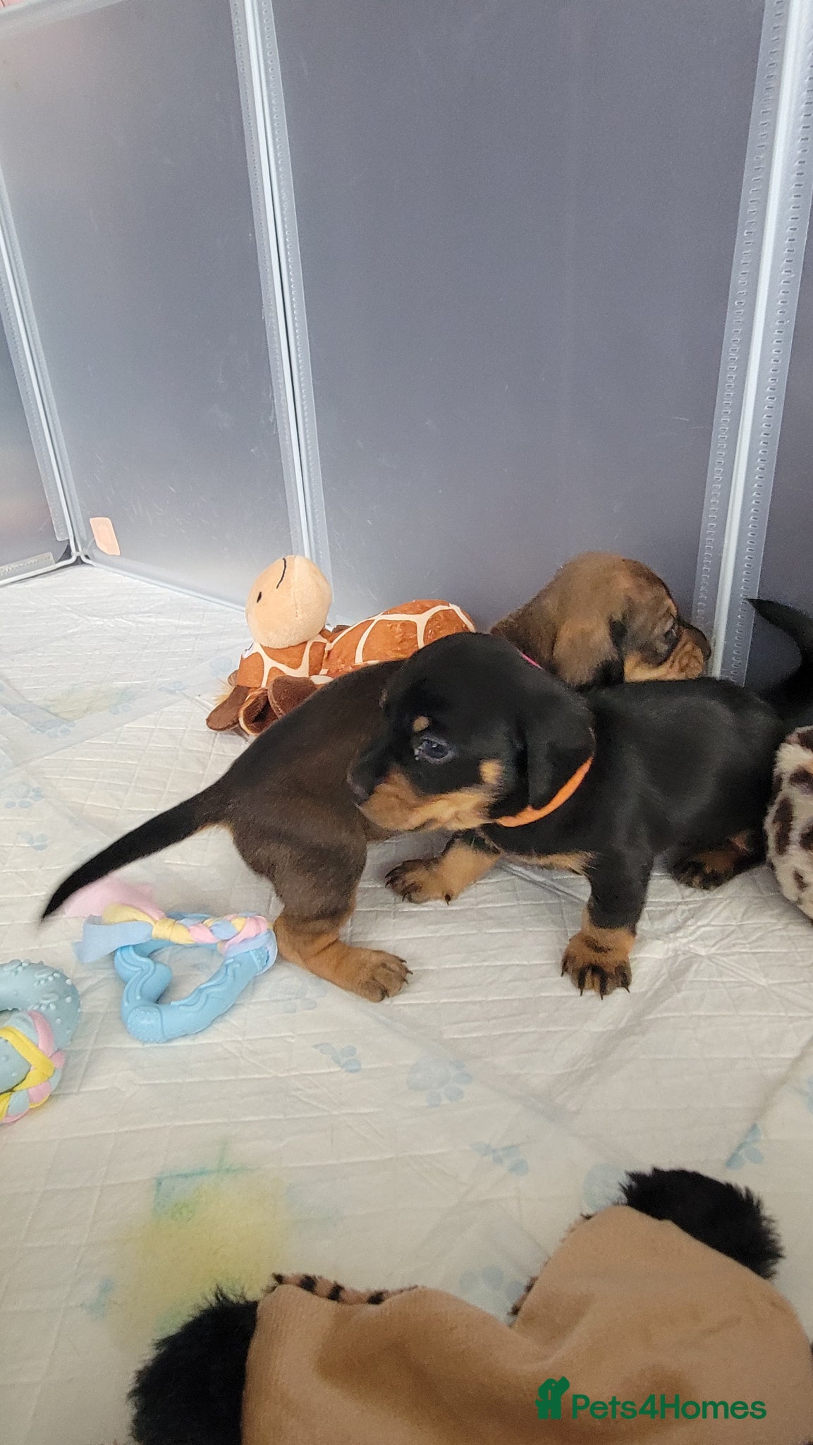 Miniature Dachshund dogs Dachshund puppies - Advert 3
