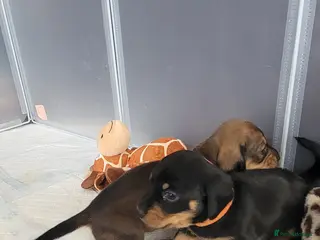 Miniature Dachshund dogs Dachshund puppies - Advert 3