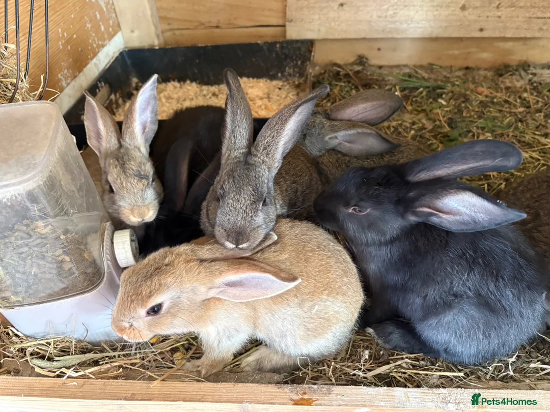 Mixed Breed rabbits for sale: Newzealand cross - Advert 1