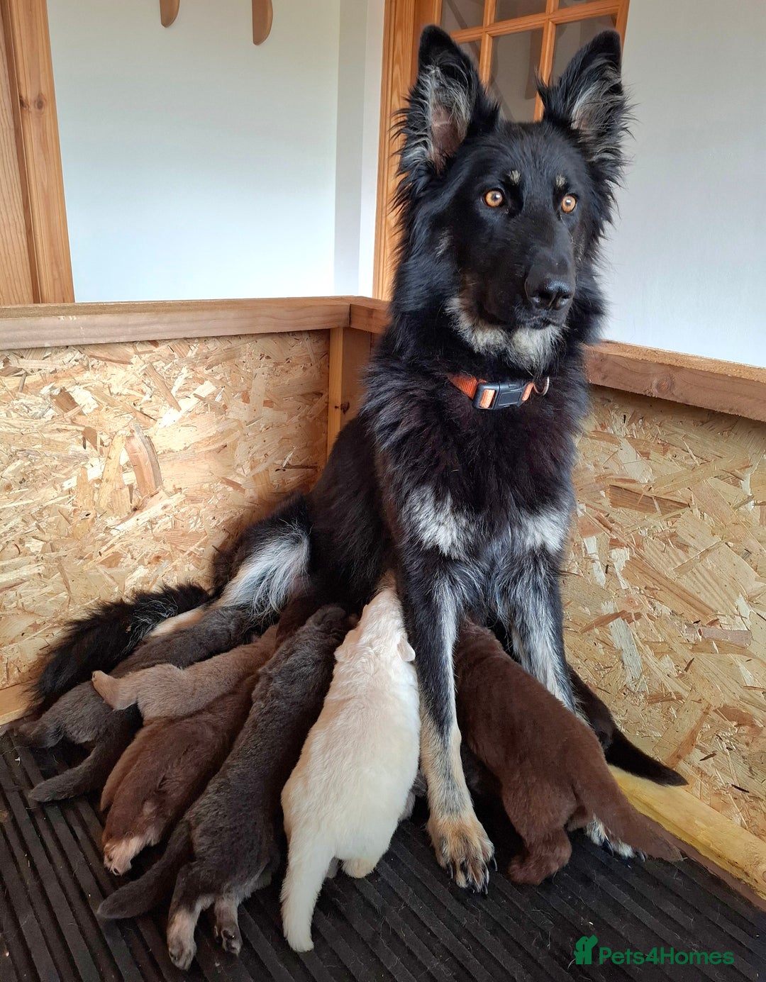 German Shepherd dogs for sale: K.C German Shepherd puppies - Image 9