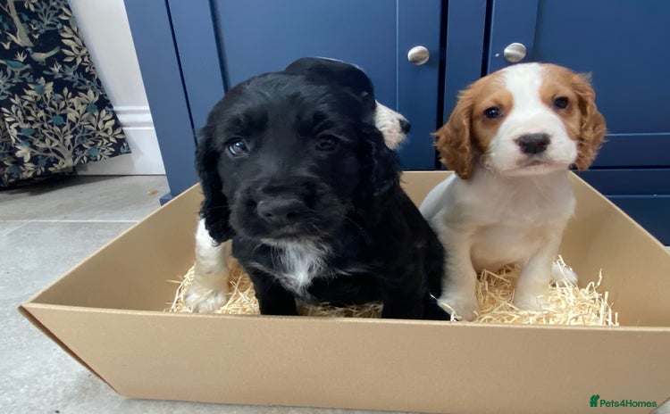Cocker Spaniel dogs - Advert 1