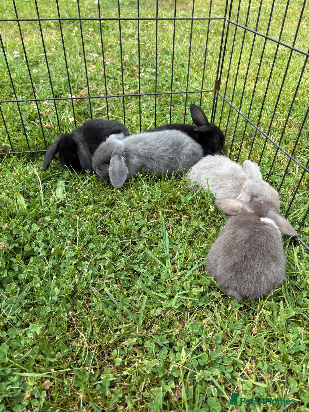 English Lop rabbits for sale: Beautiful English lop babies for sale  - Image 3