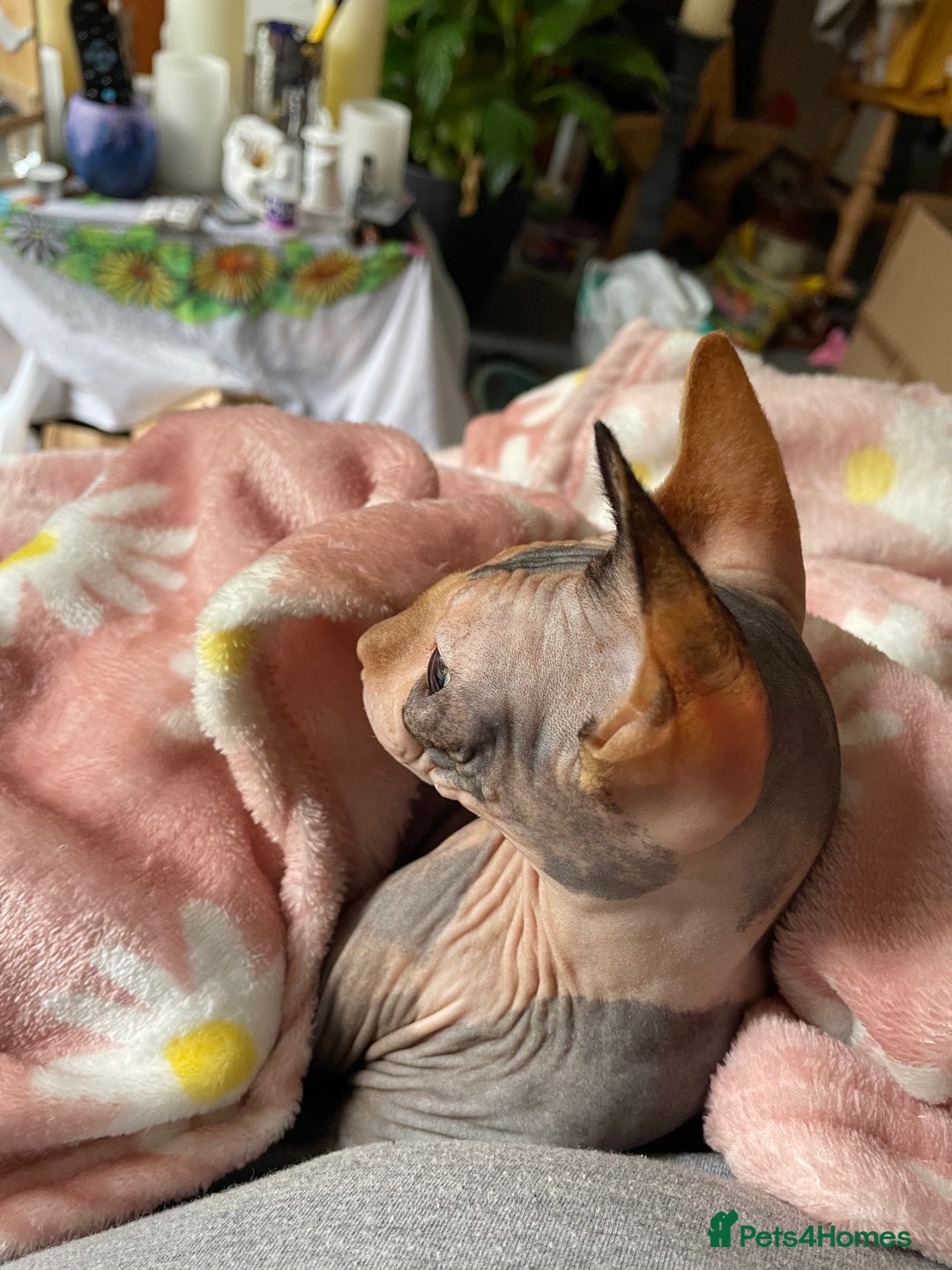 Sphynx cats for sale: Sphynx girl not neutered  - Image 15
