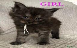 Maine Coon cats for sale: MaineCoon Kittens For Sale Black Smoke - Image 37