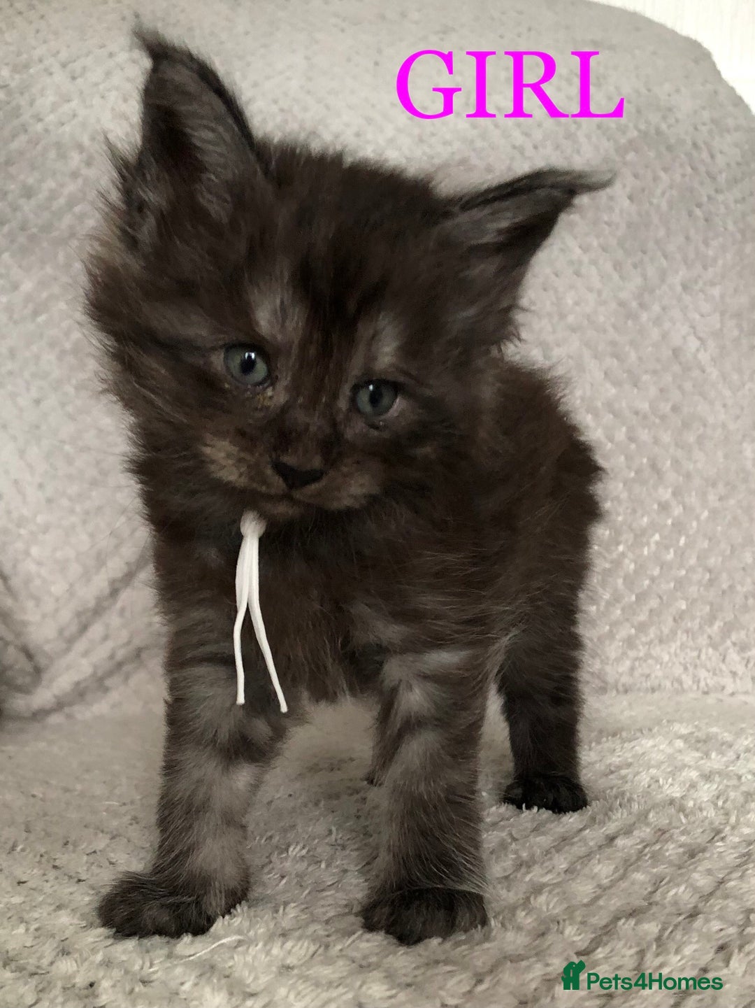 Maine Coon cats for sale: MaineCoon Kittens For Sale Black Smoke - Image 37