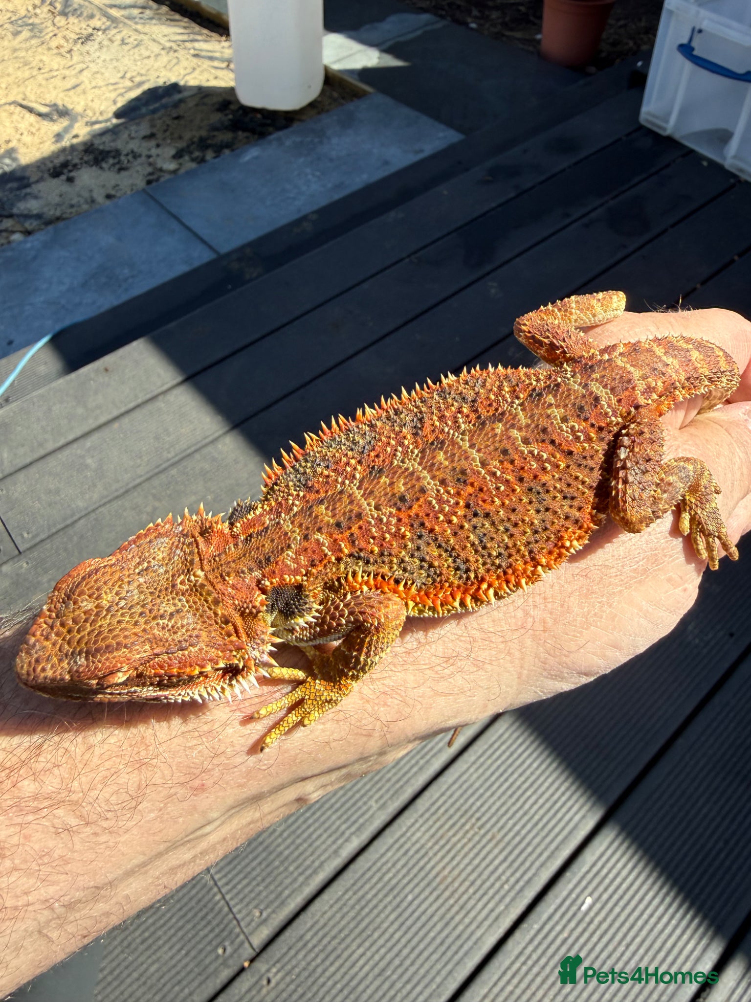 Bearded Dragon reptiles Bearded Dragon  - Advert 8