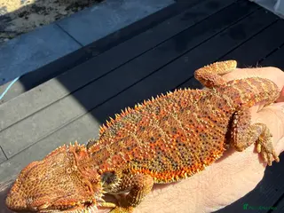 Bearded Dragon reptiles Bearded Dragon - Advert 8