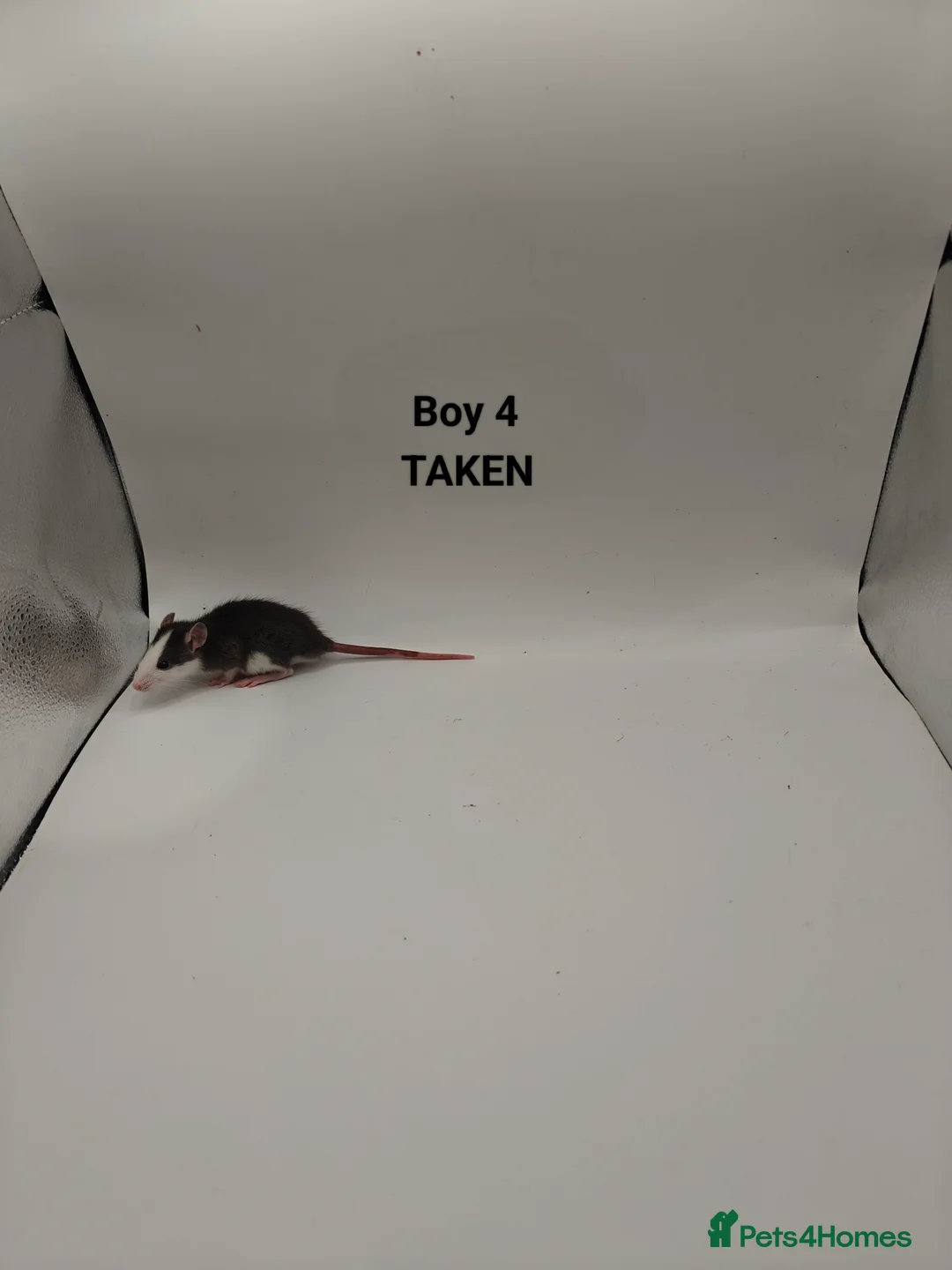 Rat rodents for sale: NOV: 18 Rats (2 Rats: 2 Girls Left) - Advert 5