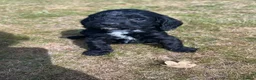 Cockapoo dogs for sale: A gorgeous litter of F1 cockapoos, boys & girls.  - Advert 25