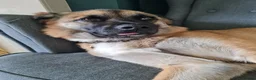 Mixed Breed dogs for adoption: Super sweet Suki in Bude - Advert 15