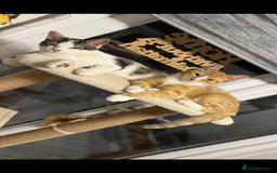 Mixed Breed cats for sale: Female little girl looking for a new home.  - Image 1