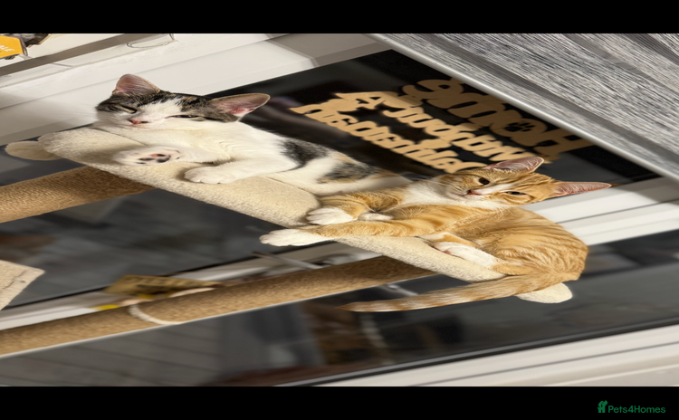 Mixed Breed cats - Advert 16
