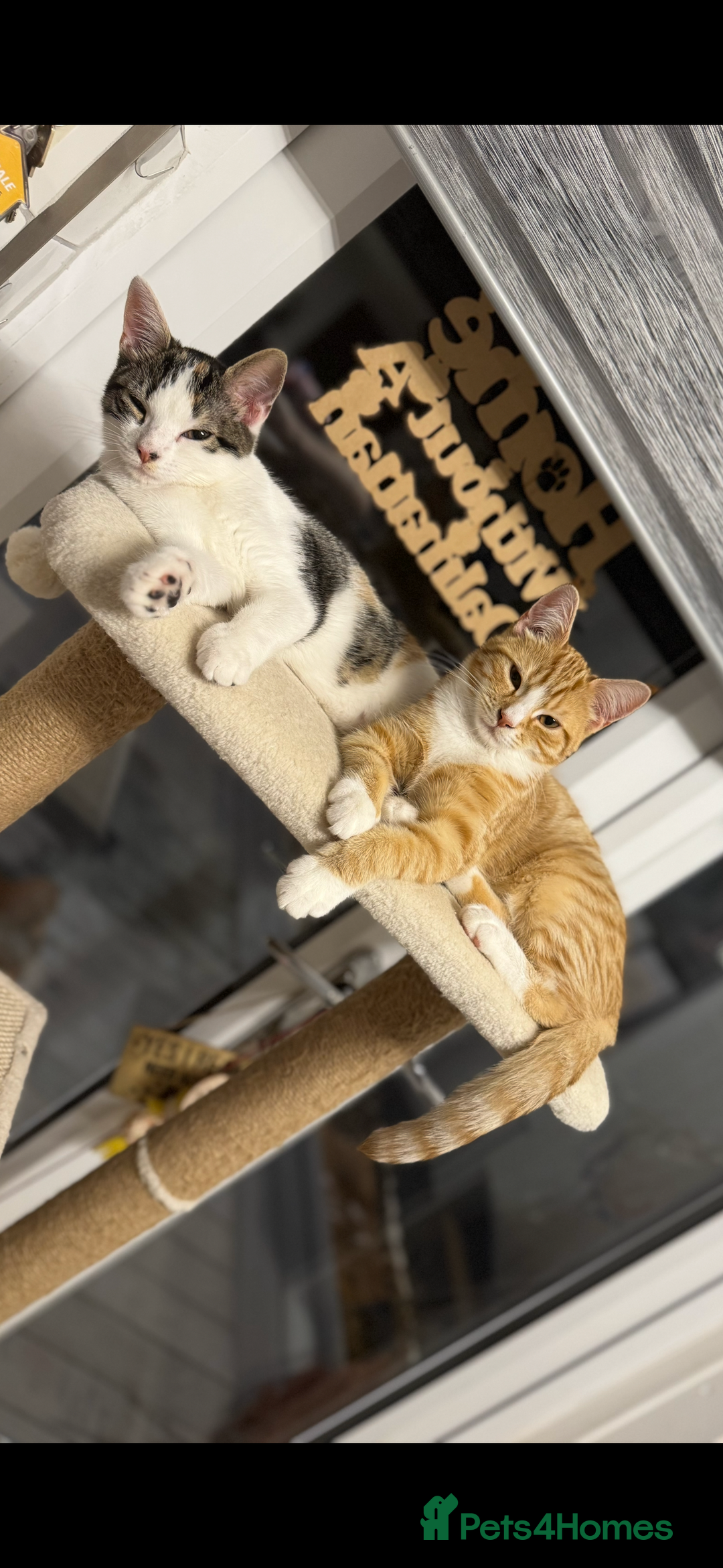 Mixed Breed cats for sale: Female little girl looking for a new home.  - Image 1