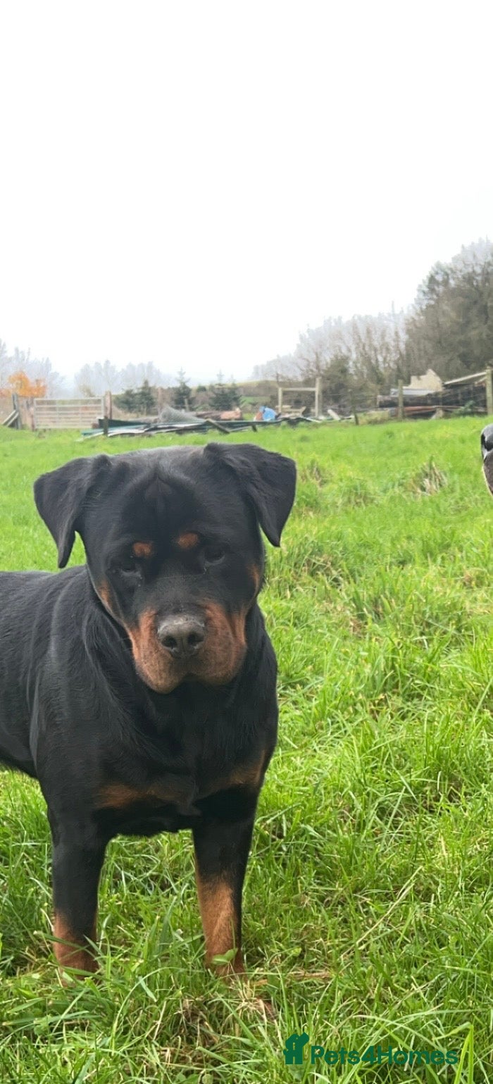 Rottweiler dogs CHUNKY BEAUTIFUL ROTTWEILERS   - Advert 1