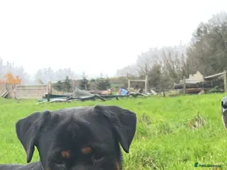 Rottweiler dogs CHUNKY BEAUTIFUL ROTTWEILERS - Advert 1