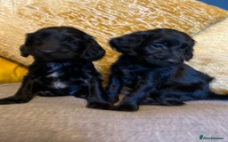 Cockapoo dogs for sale: F1 Cockapoo puppies boys - Image 2