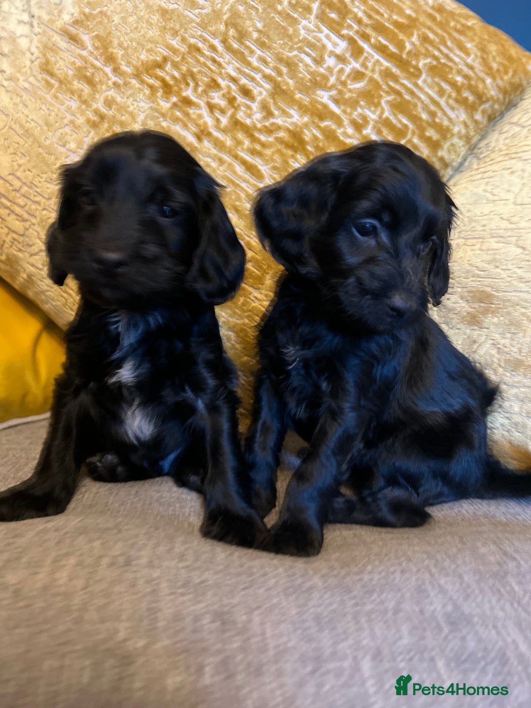 Cockapoo dogs for sale: F1 Cockapoo puppies boys - Image 2