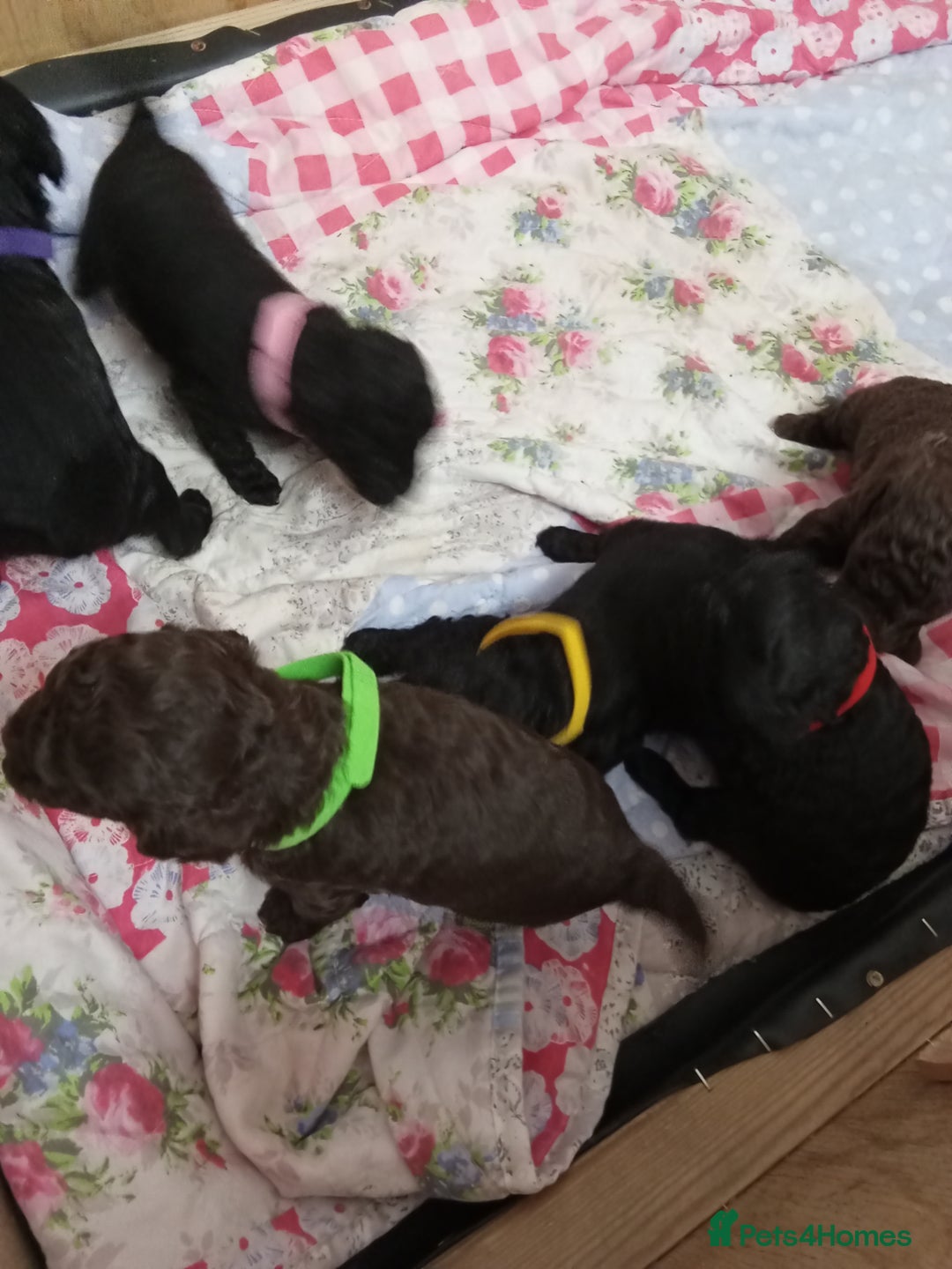 Jackapoo dogs for sale: Beautiful Jackapoos puppies - Advert 3