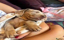 Dachshund dogs for sale: Ready now, last 3 Dachshund Puppies - Image 28