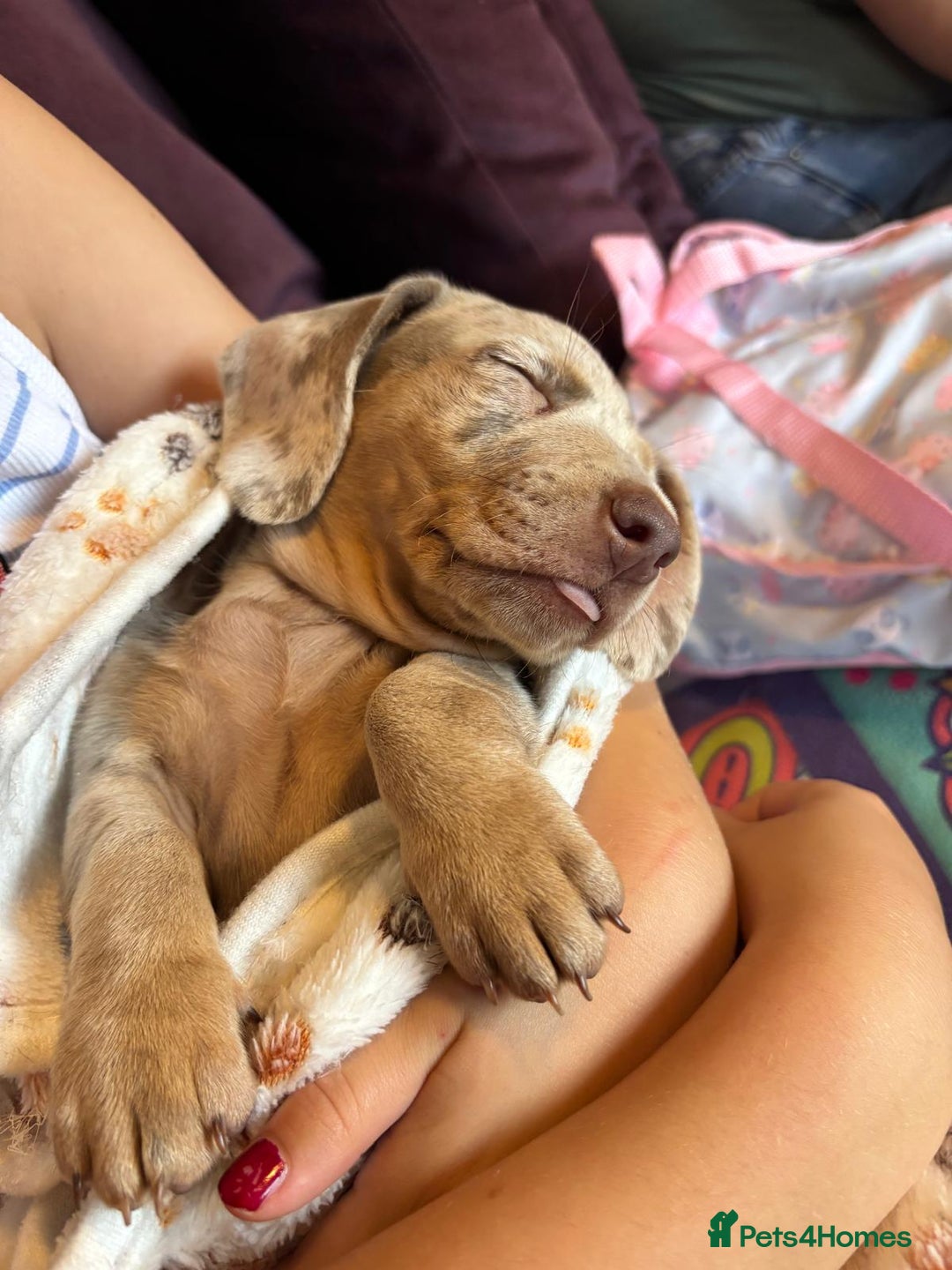 Dachshund dogs for sale: Ready now, last 3 Dachshund Puppies - Image 28