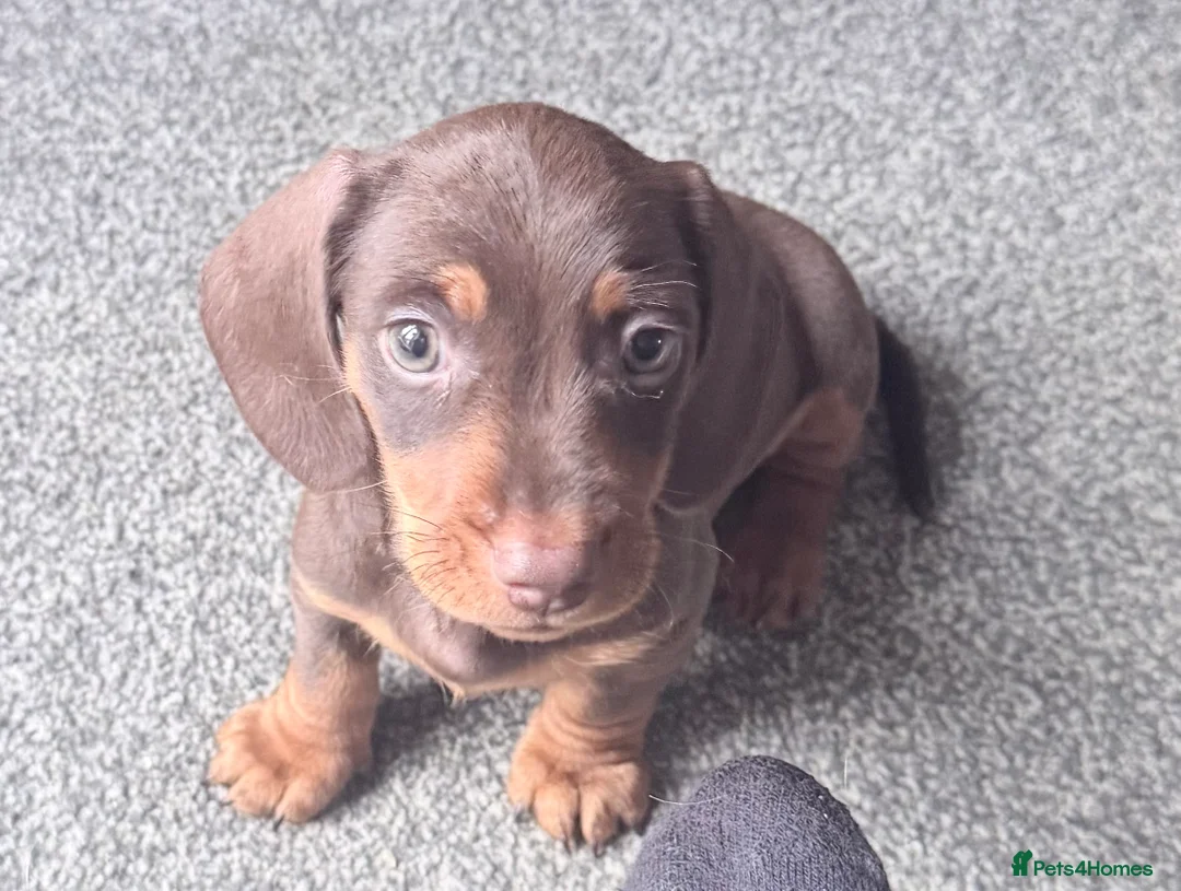 Miniature Dachshund dogs for sale: Exceptional KC Registered Miniature Dachshund Boys - Advert 5
