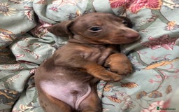 Miniature Dachshund dogs for sale: Last male miniature chocolate dapple dachshund - Image 1