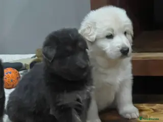 German Shepherd dogs Health tested straight back, long coat puppies - Advert 16