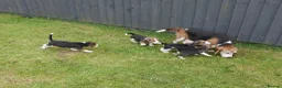 Beagle dogs for sale: Quality Health Tested Beagle Puppies - Advert 21