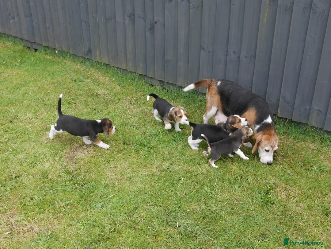Beagle dogs for sale: Quality Health Tested Beagle Puppies - Advert 21