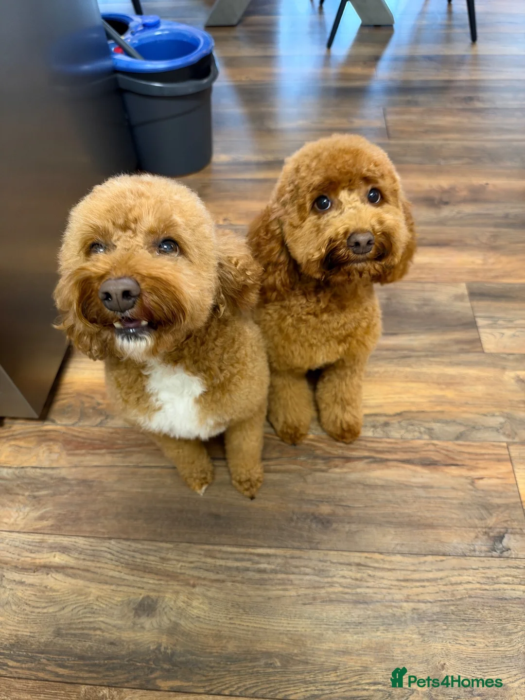 Cockapoo dogs for stud: Proven Cockapoo Stud – 23 Puppies Sired in Solihull - Advert 1