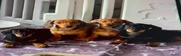 Dachshund dogs for sale: KC Miniature Smooth haired Dachshund  in Middlesbrough - Advert 4