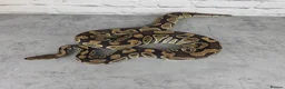 Python Snake reptiles for sale: Various Ball Pythons  - Advert 2
