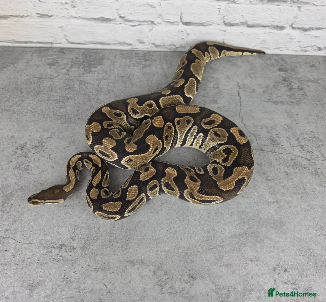 Python Snake reptiles for sale: Various Ball Pythons  - Advert 2
