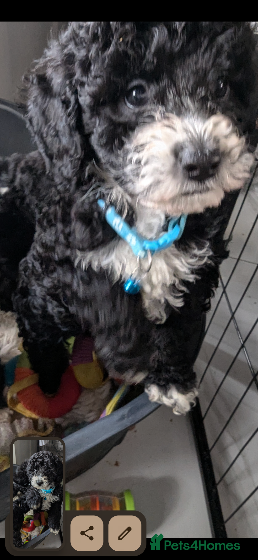 Cavapoochon dogs for sale: Cavapoochon puppies .ready now  - Image 1