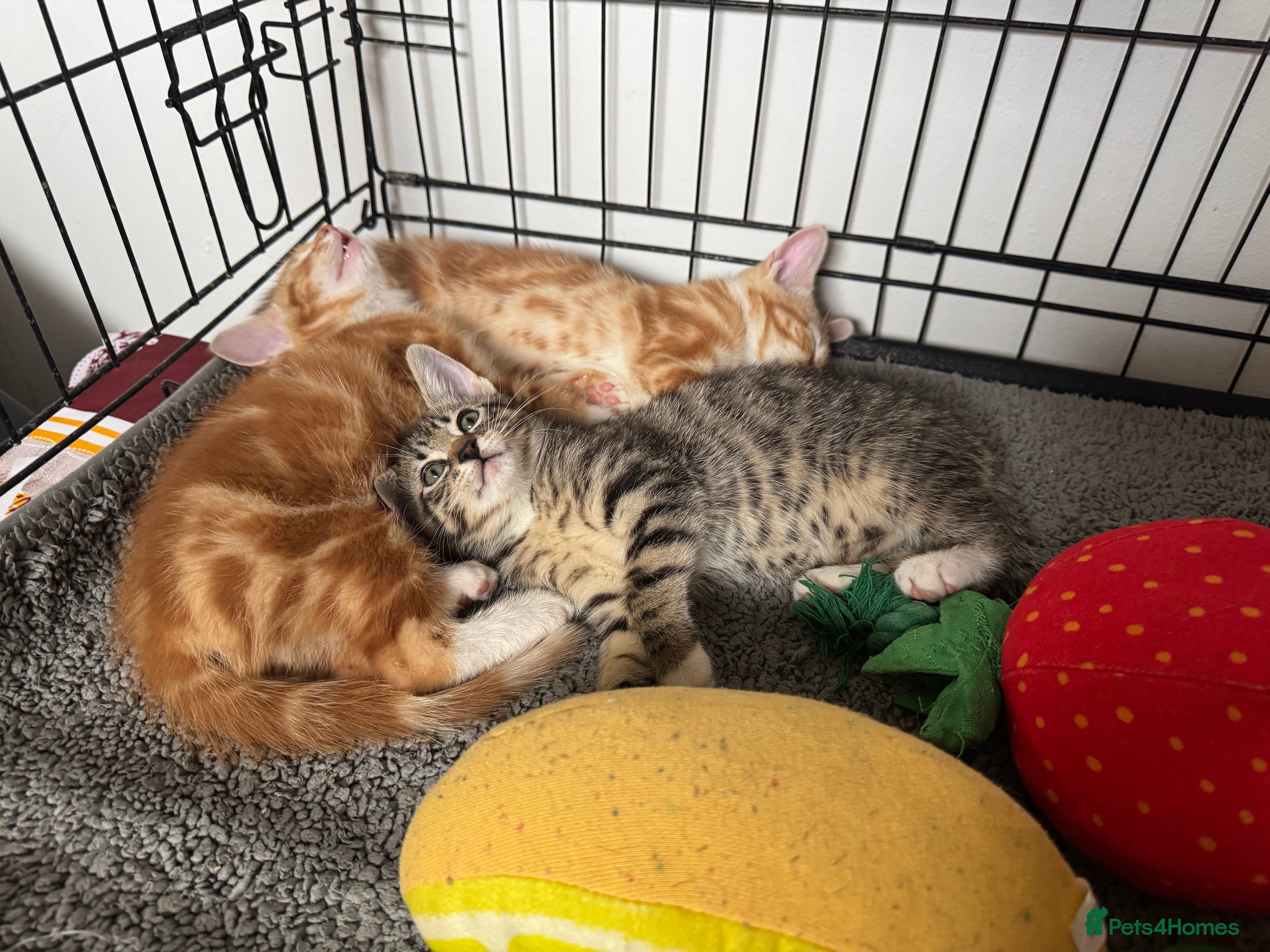 American Shorthair cats 1 Female kitten left ready to leave and find a lap - Advert 1